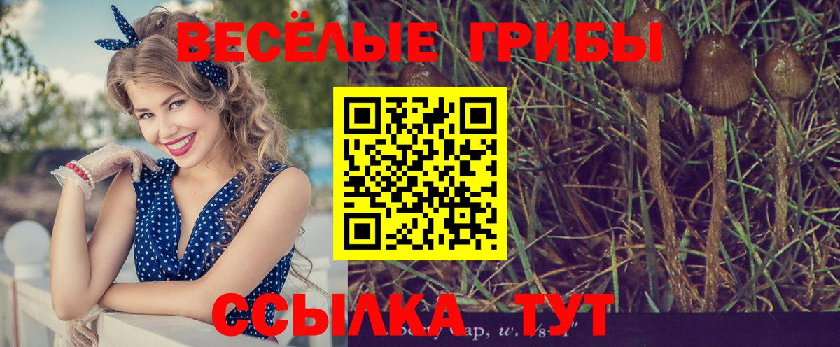 Галлюциногенные грибы Psilocybe  Вход с VPN  Тольятти 