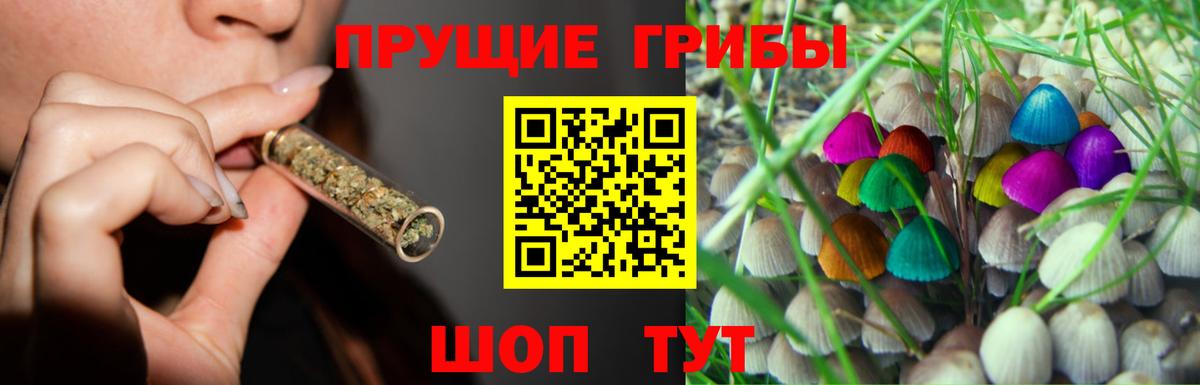 Псилоцибиновые грибы Psilocybe Тольятти